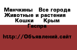 Манчкины - Все города Животные и растения » Кошки   . Крым,Гаспра